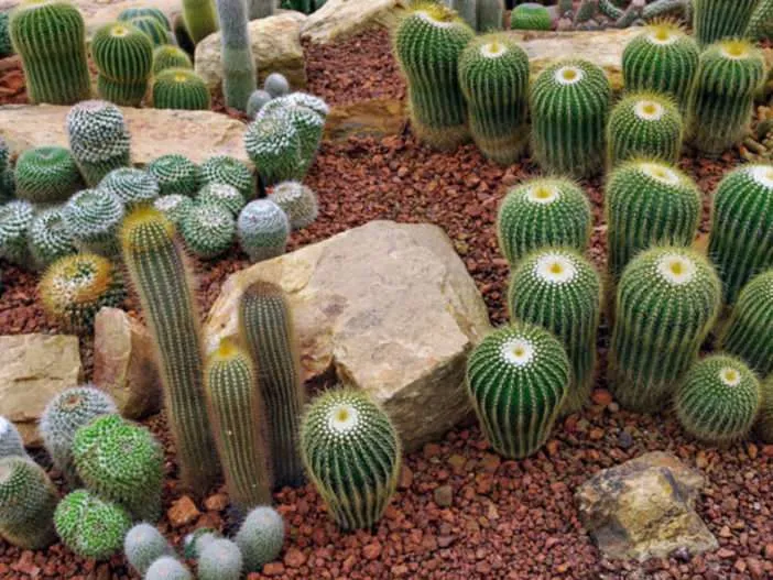 Razones por las que tus cactus están muriendo