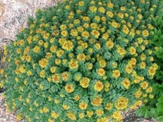 Beneficios para la salud de la Rhodiola rosea