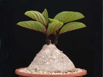 adenia goetzei