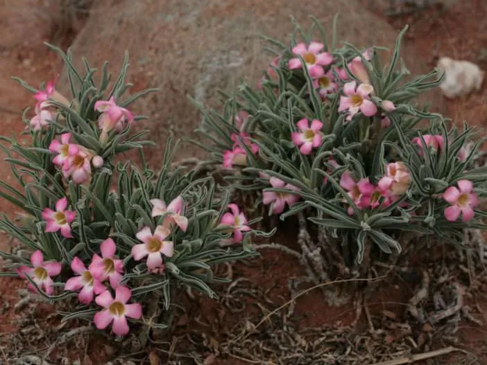 Adenium obesum subsp.  oleifolium (rosa del desierto)