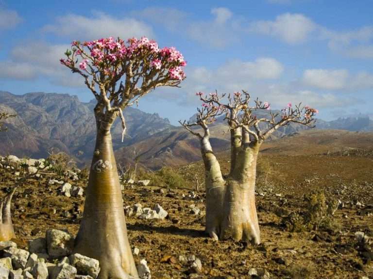Adenium obesum subsp.  socotranum (rosa del desierto de Socotran), también conocido como Adenium socotranum