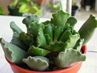 Adromischus cristatus (Planta de hoja arrugada)
