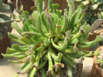 Adromischus cristatus var. clavifolius - Guijarros bonitos