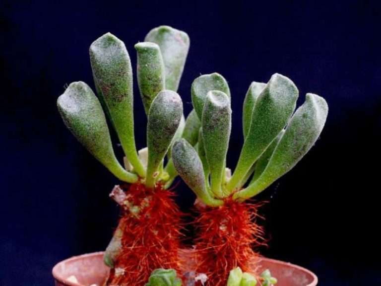 Adromischus cristatus var.  Schonlandii