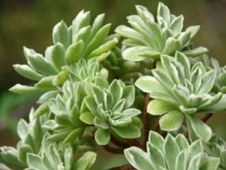 Aeonium 'Bailarina'