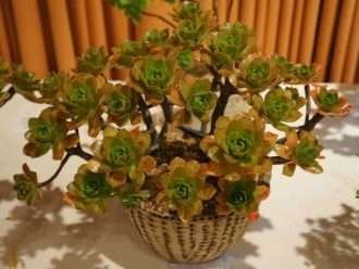 Aeonium 'Medalla de Bronce'