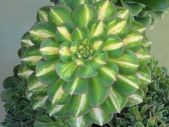 Aeonium 'Limón-Lima'