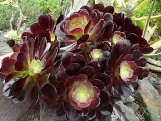 Aeonium 'Voodoo' (Aeonium rojo gigante)