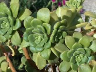 Aeonium lindleyi