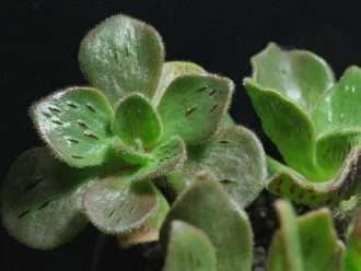 Aeonium smithii
