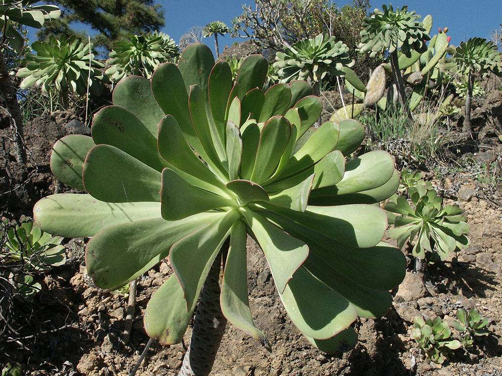 Aeonium urbicum (Planta Platillo)