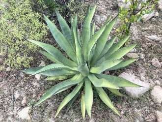 Agave aurea (Agave Siglo Baja California Sur)