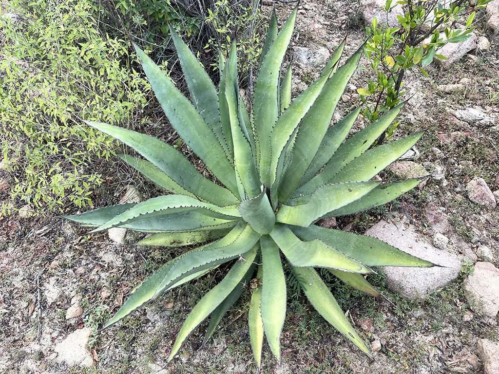 Agave aurea (Baja California Sur Century Agave) - Blog de Cactus y Suculentas Agave aurea (Agave Siglo Baja California Sur)