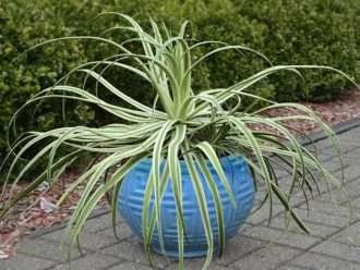 Agave bracteosa 'Monterrey Frost' - Agave candelabro helado