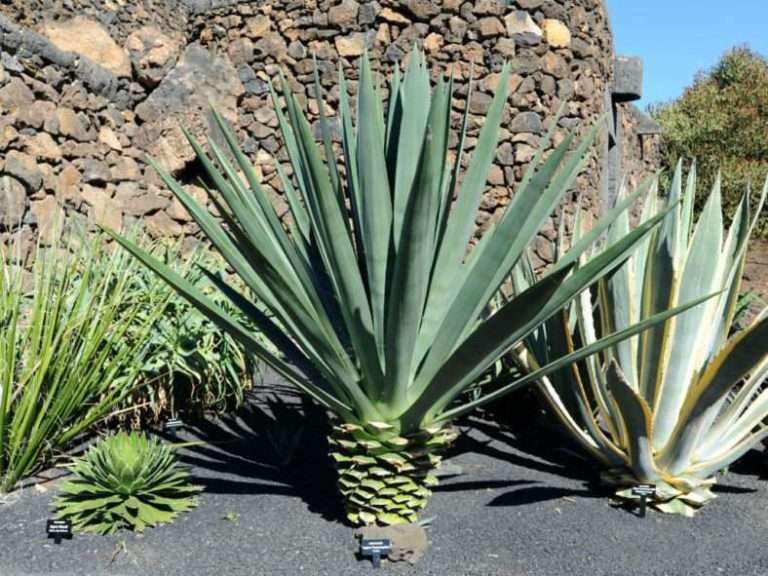 Agave fourcroydes - Henequén