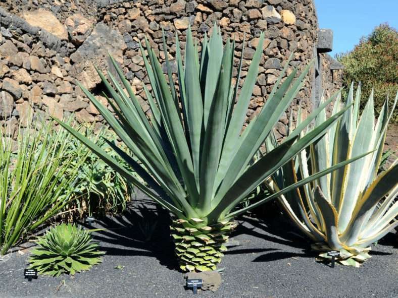 Agave fourcroydes - Henequén