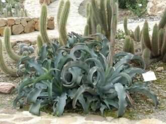 Agave gypsophila (planta del siglo de yeso)
