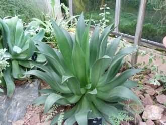 Agave mitis - Planta del siglo Mitis