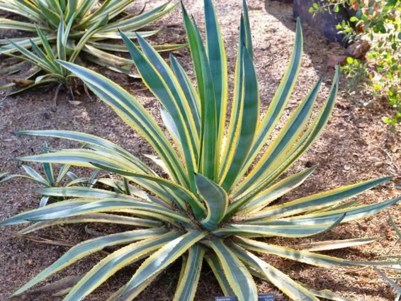 Agave murpheyi 'Engard' - Agave abigarrado Hohokam