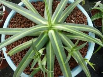 Agave nizandensis (Agave de Nizanda)
