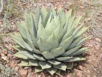 Agave parryi (Agave de Parry)