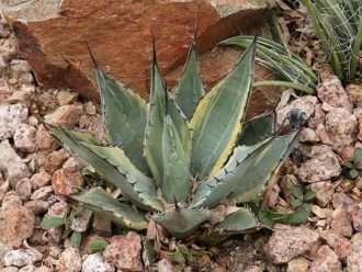 Agave parryi subesp. neomexicana 'Sunspot' - Sunspot Hardy Century Plant