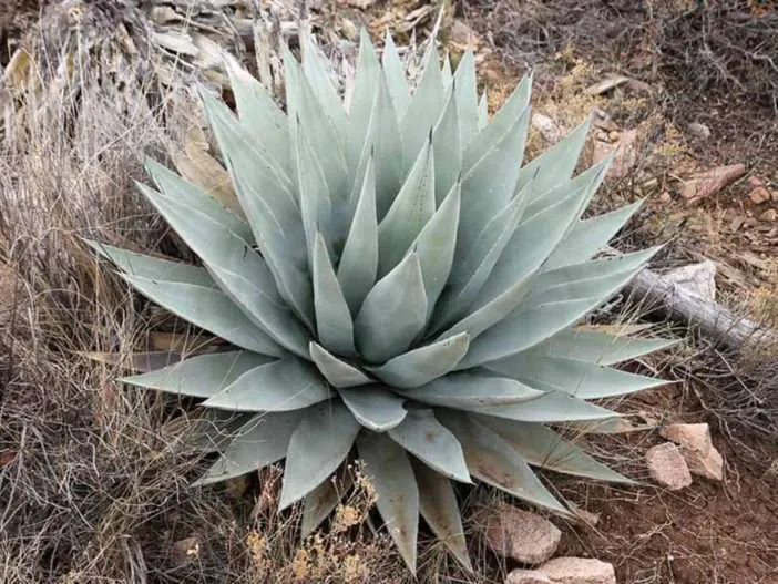 Agave parryi var.  couesii - Coues Agave