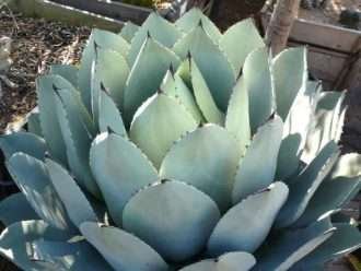 Agave parryi var.  huachucensis - Agave Huachuca