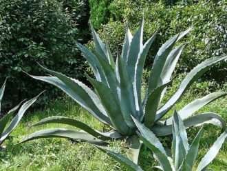 Agave valenciana (Agave Mezcal Gigante)