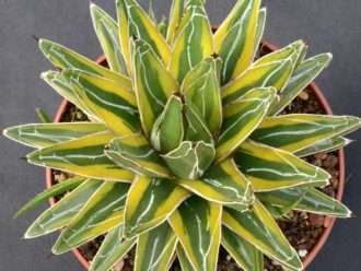 Agave victoriae-reginae 'Princesa Dorada'