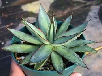Agave × romaní