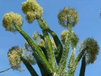 Alluaudia ascendens (Fantsiolote)