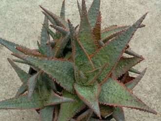 Aloe 'Donnie'