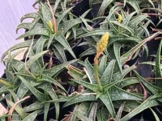 Aloe 'pájaro de fuego' (Áloe pájaro de fuego)