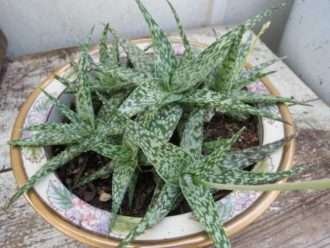 Aloe 'Labios de Lagarto'