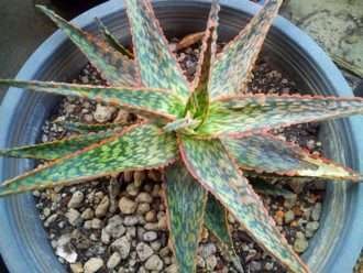 Aloe 'Menta'