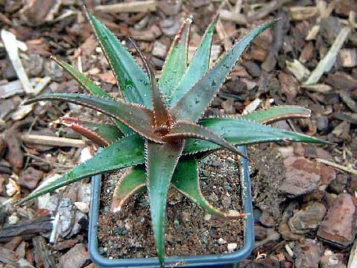Aloe 'Sombrero de latón'