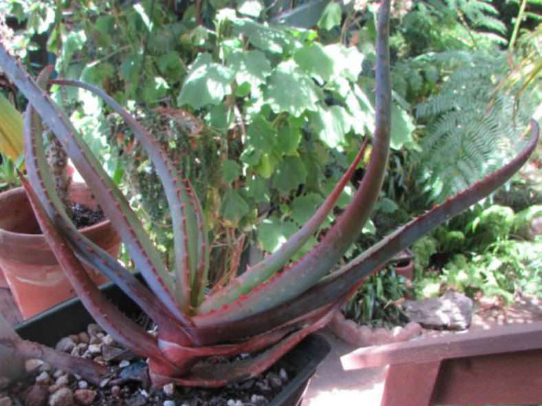 Aloe compresa var.  paucituberculata