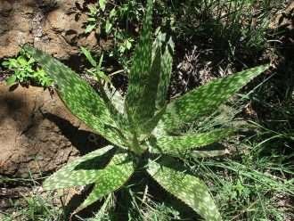 Aloe greatheadii (Áloe moteado)