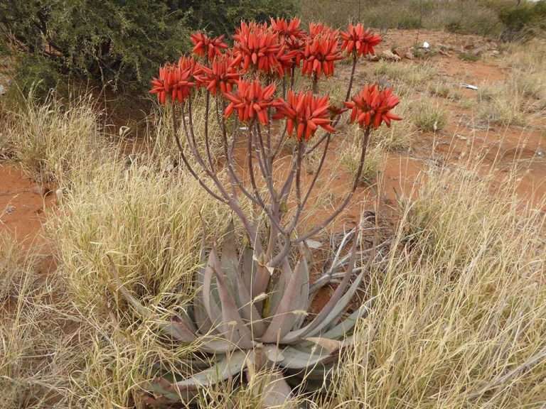 Aloe hereroensis (áloe de arena)