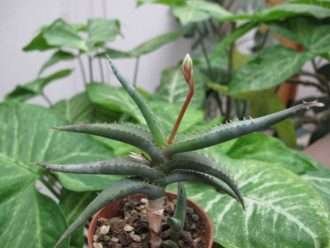 Aloe inexpectata