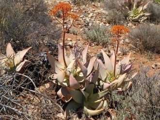 Aloe komaggasensis (Komaggas Coral Aloe) también conocido como Aloe striata subsp. komaggasensis