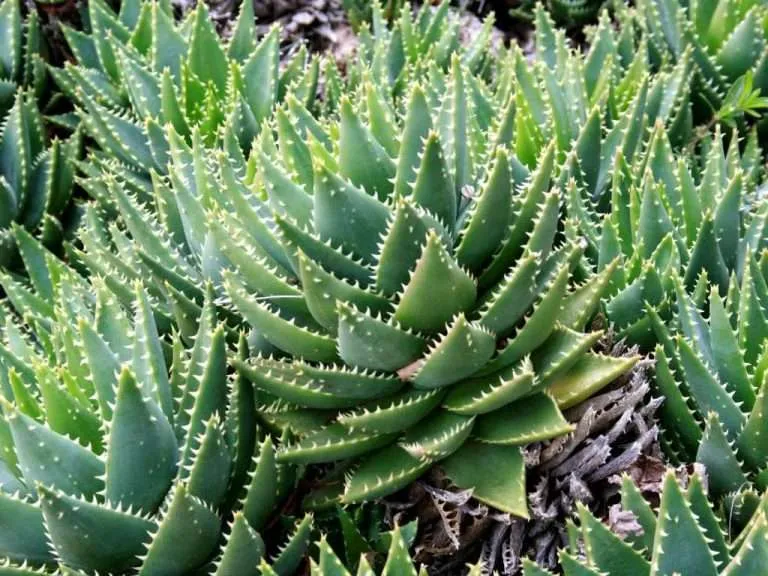 Aloe perfoliata (Mitra Aloe)