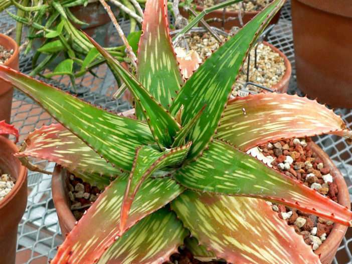 Aloe somaliensis (Aloe somalí)