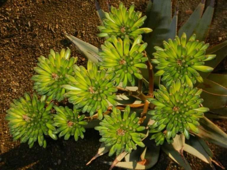 Aloe viridiflora (Aloe de flor verde)