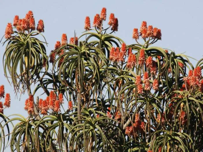 Aloidendron barberae (Áloe de árbol gigante) también conocido como Aloe barberae