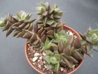 Anacampseros telephiastrum