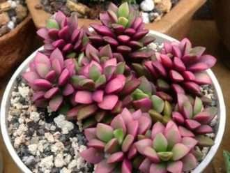 Anacampseros telephiastrum 'Variegata'