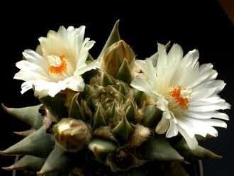 Ariocarpus retusus subsp.  trigonus - roca estrella