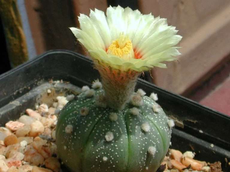 Astrophytum asterias (cactus dólar de arena)